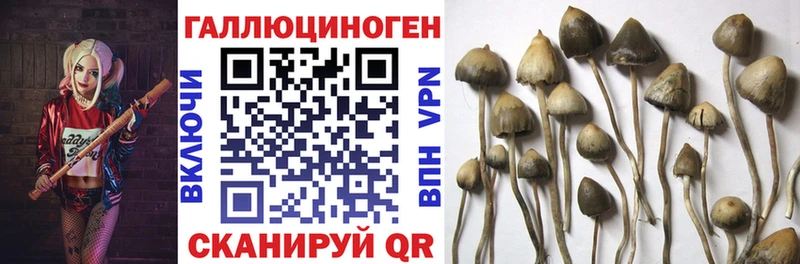 Галлюциногенные грибы GOLDEN TEACHER  Няндома 